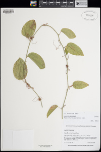 Passiflora mucronata image