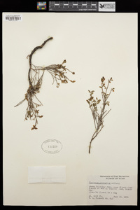 Vaccinium scoparium image