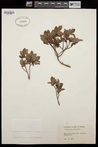 Vaccinium scoparium image