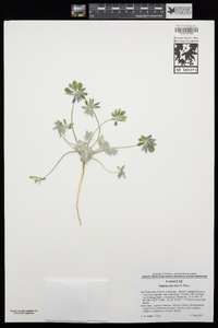 Lupinus shockleyi image