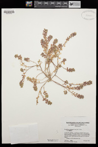 Lepidium nitidum var. nitidum image