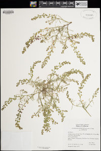Lepidium nitidum var. nitidum image