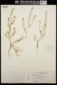 Lepidium nitidum image