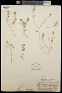 Lepidium nitidum image