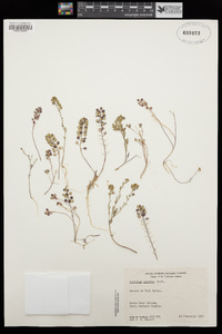 Lepidium nitidum image