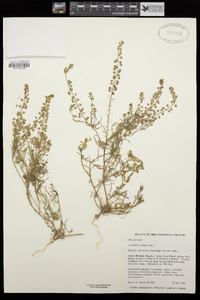 Lepidium nitidum image