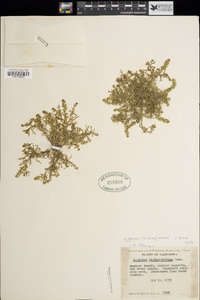 Lepidium strictum image