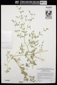 Kallstroemia parviflora image