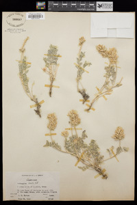 Astragalus laxmannii image