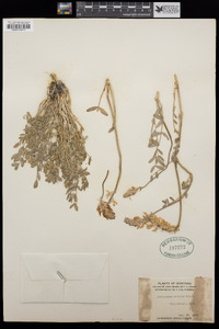 Astragalus nitidus image