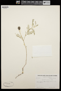 Astragalus agrestis image