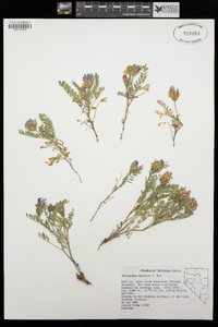 Astragalus agrestis image