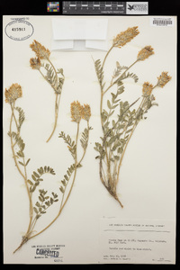 Astragalus agrestis image