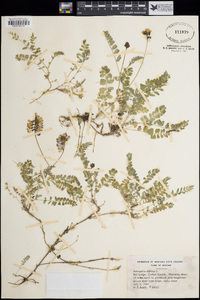 Astragalus alpinus image