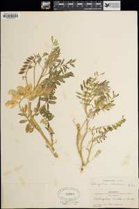 Astragalus allochrous image