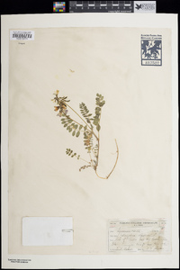 Astragalus alpinus image