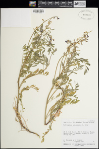 Astragalus allochrous image