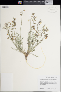 Astragalus atratus var. atratus image