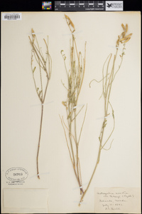 Astragalus arrectus var. kelseyi image