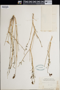 Astragalus atropubescens image