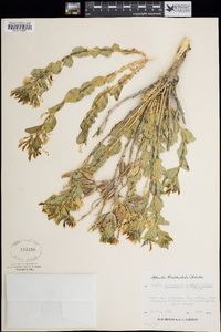 Astragalus asclepiadoides image