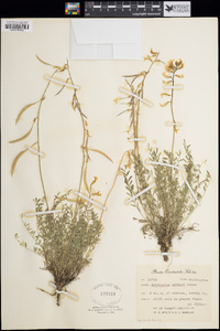 Astragalus arthurii image