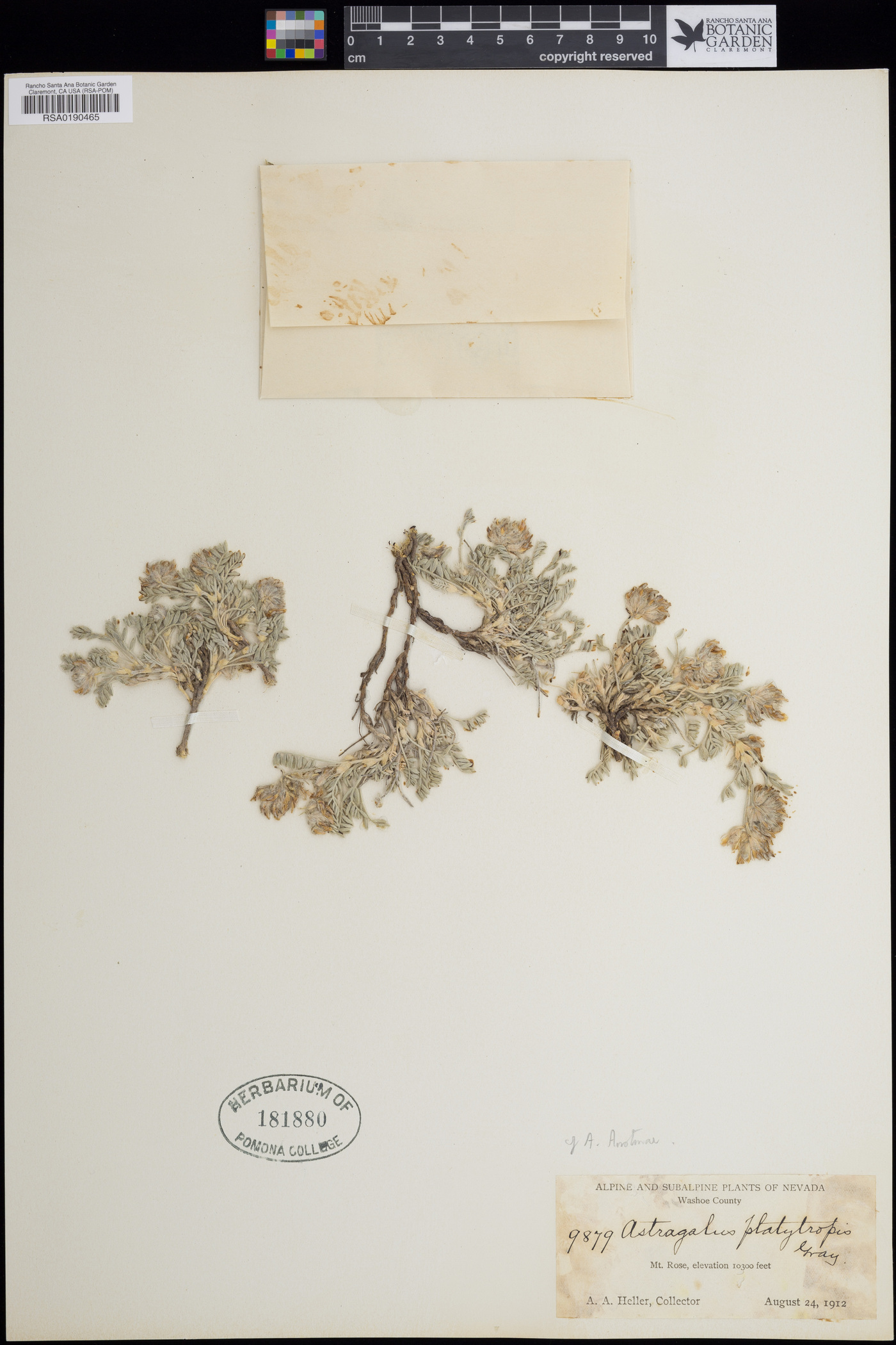 Astragalus austinae image