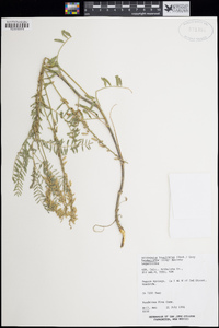 Astragalus bisulcatus var. haydenianus image