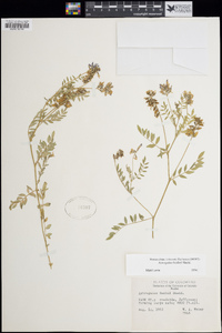 Astragalus bodinii image