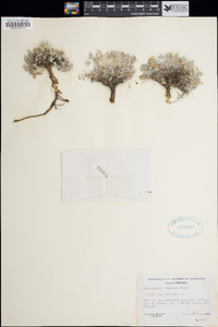 Astragalus scaposus image
