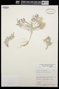 Astragalus callithrix image