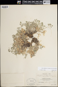 Astragalus argophyllus image