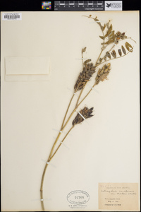 Astragalus canadensis var. mortonii image