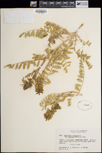 Astragalus canadensis var. mortonii image