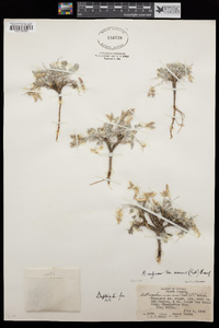 Astragalus calycosus var. mancus image