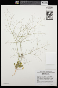 Eriogonum trichopes image