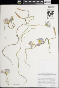 Calochortus flexuosus image