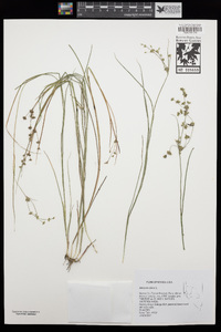 Juncus articulatus image