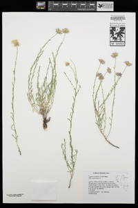 Erigeron breweri var. porphyreticus image