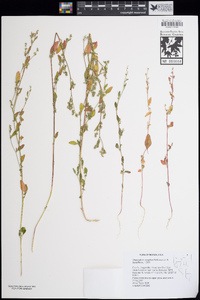 Chenopodium atrovirens image