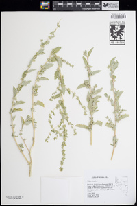 Atriplex rosea image