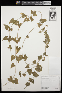 Matelea pubiflora image