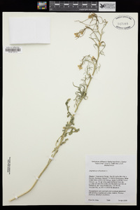 Sisymbrium altissimum image