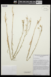 Sisymbrium altissimum image