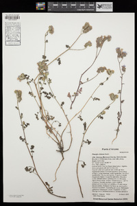 Phacelia distans image