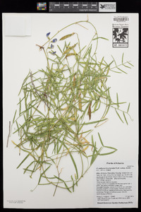 Lathyrus brachycalyx subsp. zionis image