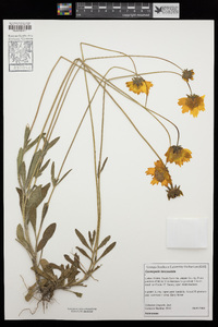 Coreopsis lanceolata image