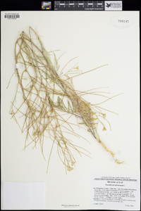 Sisymbrium altissimum image