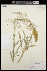 Stanleya pinnata image