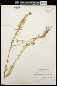 Stanleya pinnata image